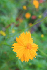 Yellow flowers on grass