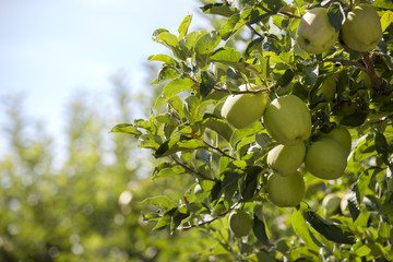 Branch with fresh green apples on a tree in an apple garden. They are ripe sweet and juicy and ready for picking. 