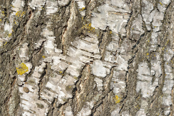 The bark of birch, used in alternative medicine