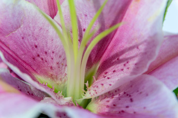  Beautiful pink lilies.