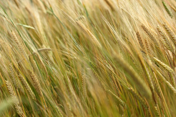 Wheat