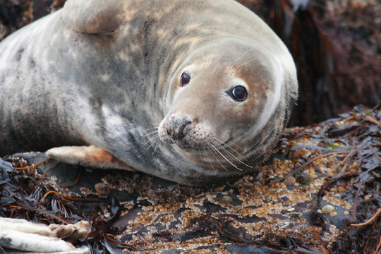 foca grigia isole farne scozia,