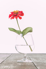 red flower in vase white background on desk