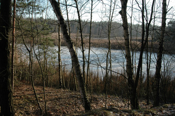 Naklejka premium Birkenwald