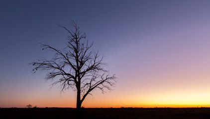 Fototapeta na wymiar Lonely bare tree silhouette at dusk