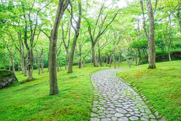 Fototapeta na wymiar Moss garden of the Hakone Museum