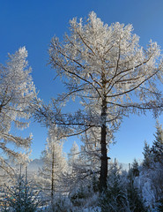 larch in snow, Siberia, Russia