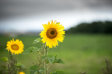 Sonnenblume - isoliert vor unscharfem Hintergrund