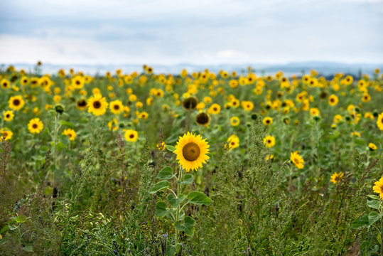 viele Sonnenblumen in einem Feld
