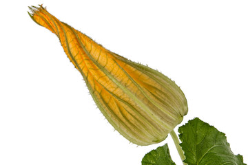 Beautiful yellow bud of pumpkin, isolated on white background