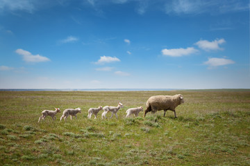 Naklejka na ściany i meble Sheep with lambs on the field