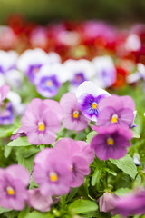 Beautiful violet flowers