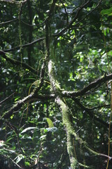 Guyane - Saut ATHANASE - Août 2015