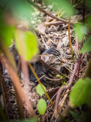 Katze versteckt sich im Geb&uuml;sch