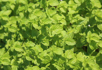 Fototapeta na wymiar Green Mint leaves in the garden