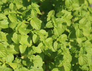 Fototapeta na wymiar Green Mint leaves to prepare delicious dishes