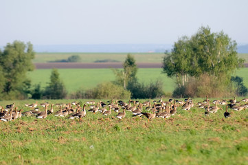 White-fronted Gooses flock at rest during migration