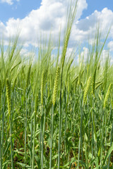 Cereals (wheat, rye)