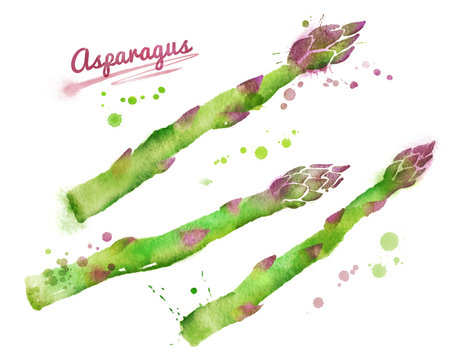 Watercolor asparagus.