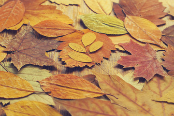 autumn leaves