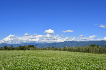 信州の風景（満開の蕎麦畑と収穫期の林檎の木）