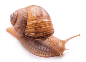 Snail isolated on white