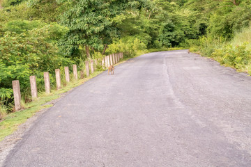 Road near Khondwe in Malawi