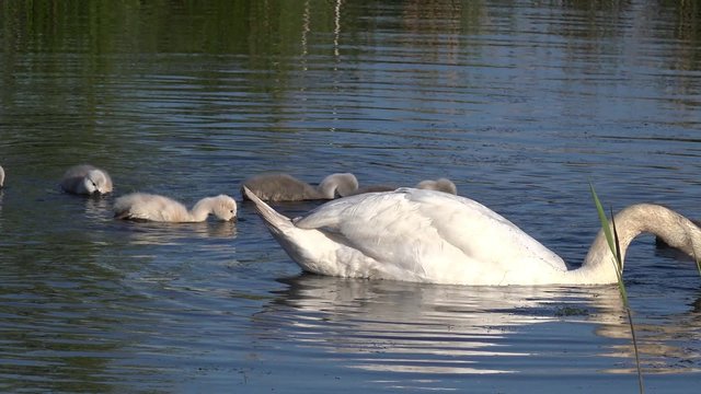 swan with cygnets swimming in the lake and search feed