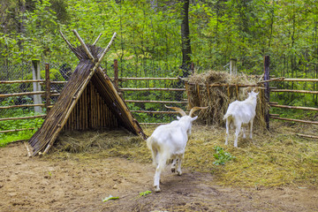 pastoral farm goats. beautiful home for the goats on the forest farm