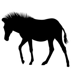 Zebra silhouette © hibrida