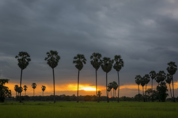 silhouette Landscape sugar palm tree on rice fields in the sunset.