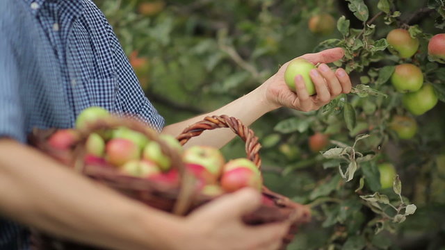 Young man gathering apples to the basket