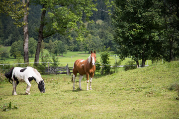 Fototapeta na wymiar 2 Pferde auf der Weide