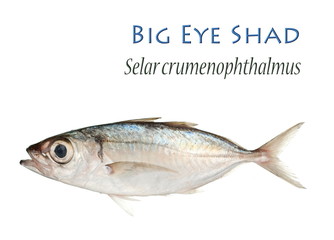 Big Eye Shad