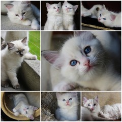 Ragdolls - photo collage © emar