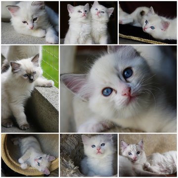 Ragdolls - photo collage