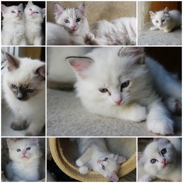 Ragdolls - photo collage