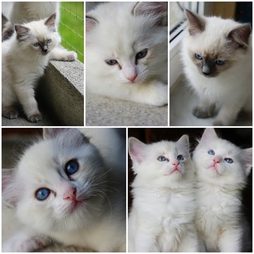 Ragdolls - photo collage