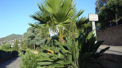 Boulevard de L'Esterel - Theoule sur Mer - Lazurowe Wybrzeże - obrazy, fototapety, plakaty