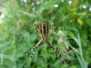 Argiope sur sa toile.