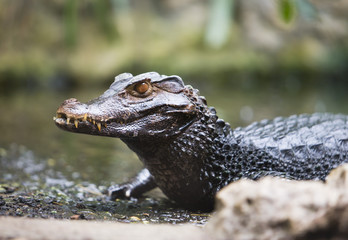 Alligator im Wasser