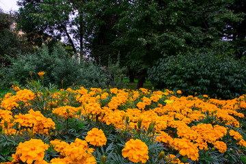 Obraz premium Orange blooming tagetes in public park
