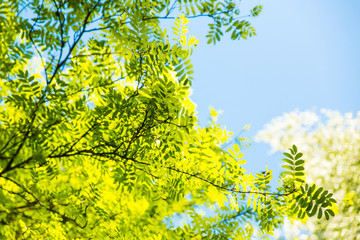 Low Angle View on Green Foliage Against Blue Sky