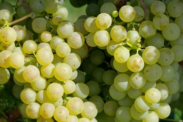 La vigne