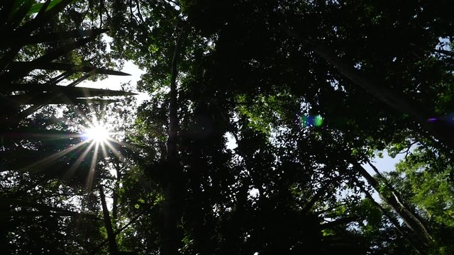 Sunlight Rays Through Trees in Amazon Rainforest, South America
