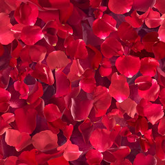 Obraz premium repeatable, red rose petals, each one studio photographed at different exposure to achieve gradual color shades depth