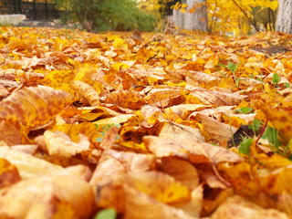 fallen yellow leaves, shallow depth of field