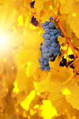 Blue grapes on vine