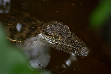 Kaiman in Costa Rica