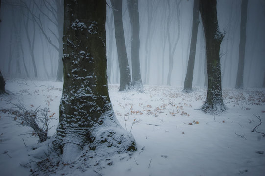 Fototapeta dark winter forest
